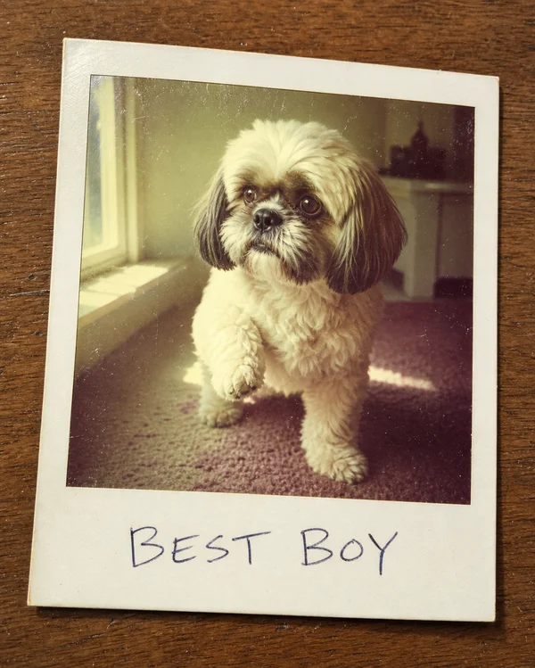 Polaroid AI pet portrait style sample
